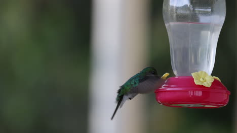 Colourful-humming-bird-drinking-from-feeder-in-Minca,-Colombia