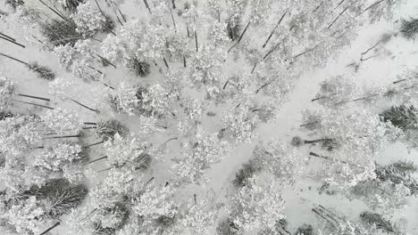 Top-down-view-of-magical-winter-forest-covered-in-white-snow