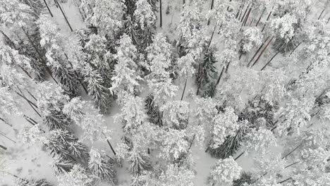 Woodland-covered-in-pure-white-snow,-aerial-top-down-view