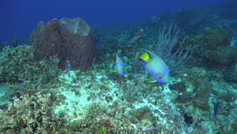 Dos-Peces-ángel-Nadando-Sobre-Arrecifes-De-Coral-En-El-Mar-Caribe