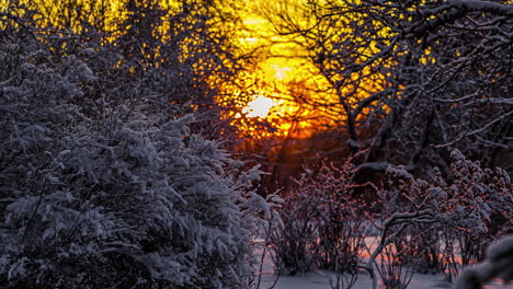 Zeitraffer-Der-Goldenen-Orangefarbenen-Sonne,-Die-Im-Hintergrund-Hinter-Schneebedeckten-Bäumen-Aufgeht