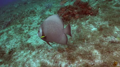 Grauer-Kaiserfisch,-Der-Die-Kamera-Ganz-Nah-Am-Korallenriff-In-Cozumel,-Mexiko,-Vorbeiführt