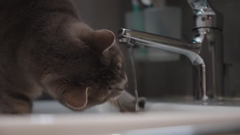 Graue-Katze,-Die-Mit-Wasser-Spielt-Und-Aus-Dem-Waschbeckenhahn-Trinkt