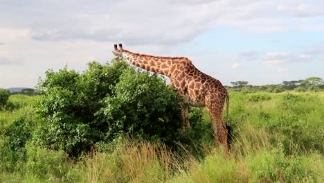 Static-shot-of-a-large-giraffe-eating-the-green-leaves-of-a-bush,-Tanzania