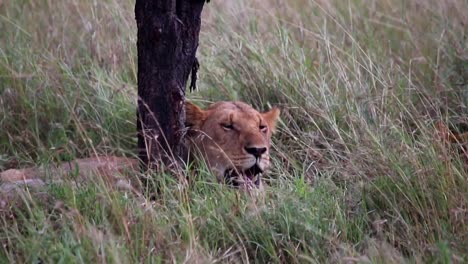 Hand-held-shot-of-a-lioness-resting-at-the-bottom-of-a-tree-in-the-Tanzanian-savannah