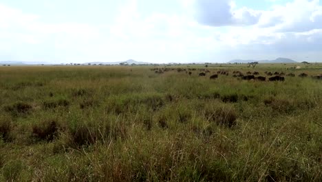 Front-shot-of-wildebeests-running-in-group-through-tall-grasslands