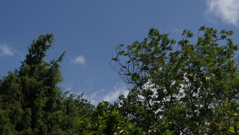 tree-tops-on-wind-and-blue-sky