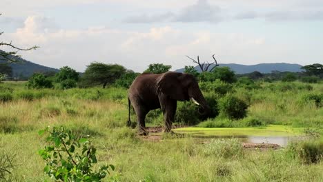 Einsamer-Männlicher-Afrikanischer-Elefant,-Der-Aus-Schlammigem-Teichwasser-Trinkt