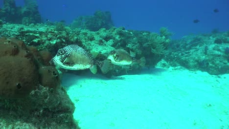 Zwei-Kuhfische-Schwimmen-über-Korallenriff-In-Cozumel,-Mexiko