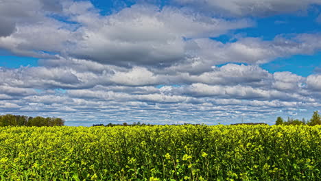 Beautiful-Timelapse-in-Rapeseed-Oil-Field-on-a-Sunny-Day