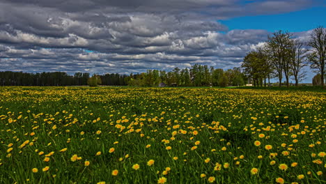 Moody-Timelapse-in-a-Field-of-Daises