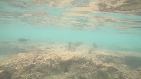 Reef-Full-Of-Tropical-Fish-Varieties-in-Hanauma-Bay,-Hawaii