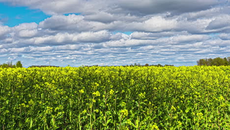 Close-Up-Timelapse-of-Rapeseed-Field-With-Moody-Clouds-on-a-Summers-Day