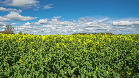 Low-Angle-Timelapse-in-Rapeseed-Oil-Meadow-During-A-Summers-Day-With-Majestic-Clouds
