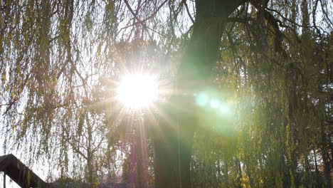 The-winter-sun-shining-light-through-the-trees-on-a-cold-day