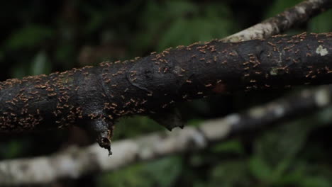 Close-Up-View-Of-Ants-Along-Dark-Tree-Branch-In-The-Amazon-Rainforest