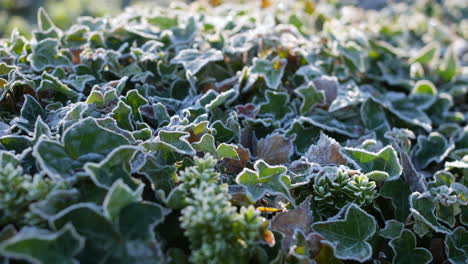 Frost-and-ice-on-a-green-flower-bush-in-a-garden-in-winter