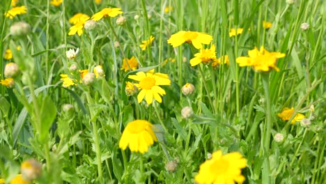 Buttercups-and-bees-during-spring-in-a-meadow