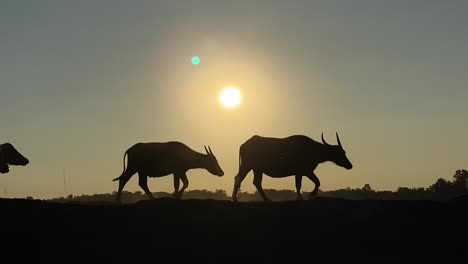 Silhouette-of-buffalo-herd-walking-at-rural-path-against-morning-sun