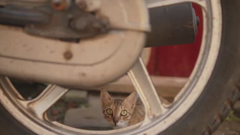 Junge-Grau-Gestreifte-Katze,-Die-Sich-Mit-Großen-Grünen-Augen-Hinter-Einem-Motorradrad-In-Indien-Umschaut