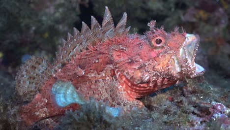 Pink-mediterranean-scorpionfish-opening-mouth-on-coral-reef