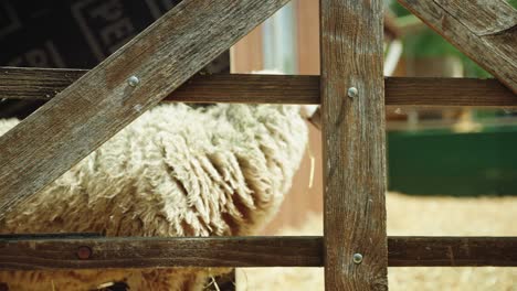 Sheep-Poking-Head-Through-Fence-At-Farm-And-Looking-Around