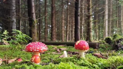 Red-mushrooms-in-the-woods,-natural-healthy-environmental-concept