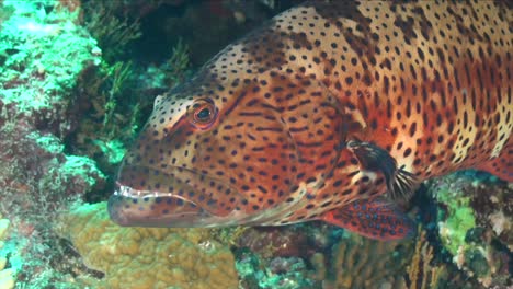Big-coral-grouper-on-underwater-reef-super-close-up