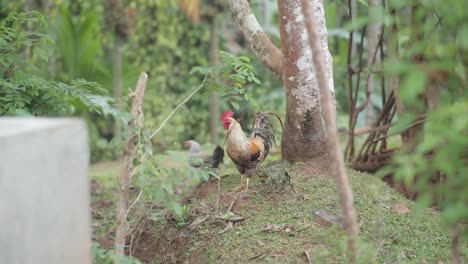 Rooster-standing-by-the-tree-in-the-forest,-outdoor-free-range-farm-animals