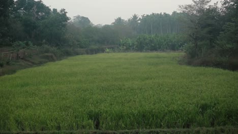 Green-rice-field-in-tropical-climate,-wide-establishing-view