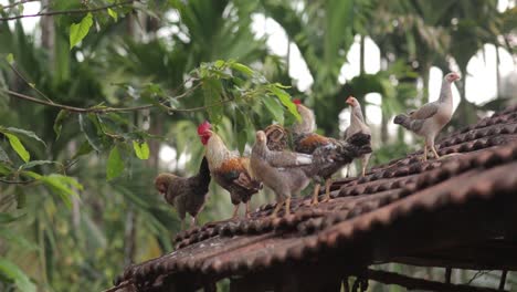 Chickens-and-roosters-standing-on-the-brick-roof