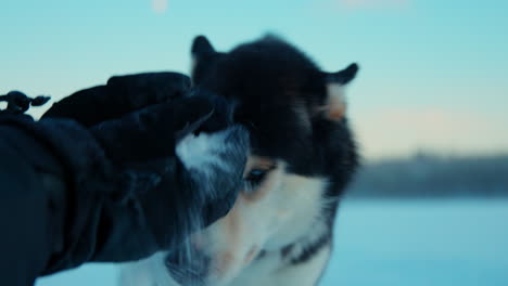 Gorgeous-blue-eyed-husky-dog-sniffing-snow-held-in-owners-hands-in-Lapland