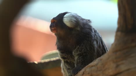 Peeking-through-shot-capturing-a-cute-little-common-marmoset,-callithrix-jacchus-wondering-around-its-surroundings