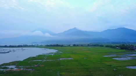 Drone-shot-of-green-rice-field-on-the-side-of-lake-with-mountain-range-on-background---Rawa-Pening-Lake,-Central-Java,-Indonesia