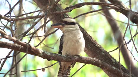 Australian-native-bird-species,-laughing-kookaburra,-dacelo-novaeguineae-spotted-perching-still-on-the-tree-branch-in-the-wild-in-its-natural-habitat-at-daytime,-Queensland,-Australia,-close-up-shot
