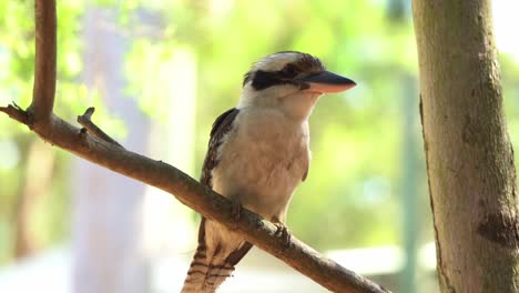 Handheld-motion-close-up-shot-of-a-wild-kingfisher-species,-laughing-kookaburra,-dacelo-novaeguineae-perching-on-tree-branch-and-turning-its-head-around-wondering-the-surroundings-at-sunset