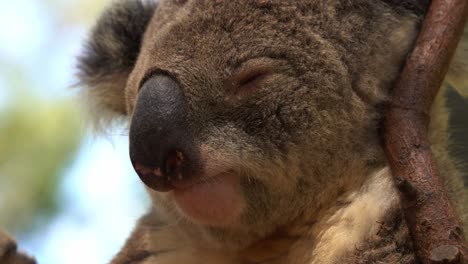 Extreme-Nahaufnahme-Eines-Porträtkopfschusses-Eines-Verschlafenen-Koalas,-Phascolarctos-Cinereus,-Der-Details-Von-Flauschigem-Grauem-Fell-Und-Minimalem-Gesichtsausdruck-Und-Atmenden-Nasenbewegungen-Erfasst
