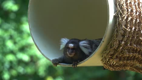 Small-common-marmoset,-callithrix-jacchus-with-white-tufted-ear-resting-and-chilling-in-the-swinging-barrel-with-its-little-head-peeking-out,-curiously-wondering-around-the-environment