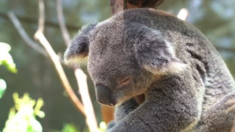 Arboreal-herbivorous-marsupial-native-to-Australia,-cute-koala-bear,-phascolarctos-cinereus-sleeping-like-a-baby-on-top-of-the-tree-in-bright-daylight,-Australian-wildlife-sanctuary,-close-up-shot