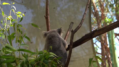 Herbivorous-koala-bear,-phascolarctos-cinereus-trying-to-reach-out-to-green-eucalypt-leaves-with-its-forepaw-while-holding-tightly-on-tree-branch-with-hind-paw,-Australia-wildlife-conservation