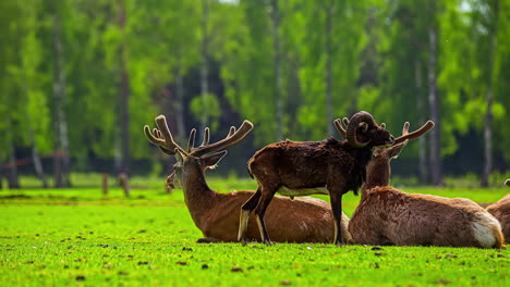 Herd-of-Fallow-Deer-Bucks-in-green-forest-time-lapse