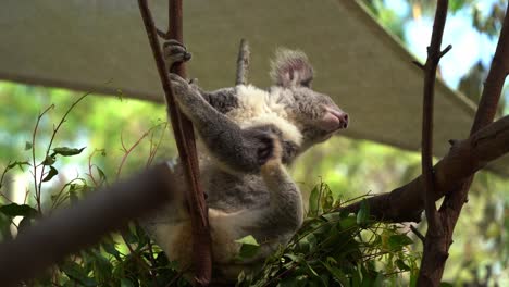Cute-little-koala,-phascolarctos-cinereus,-sitting-and-relaxing-on-tree-top-with-eyes-closed,-scratching-with-its-back-feet,-grooming-its-fluffy-grey-fur,-Australian-wildlife-sanctuary