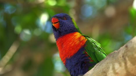 Tilt-up-view-of-Australasian-parrot-with-vibrant-plumage,-wild-rainbow-lorikeet-bird-perching-on-tree-branch,-beak-grinding-and-clicking-after-feeding-and-feeling-content,-Queensland,-Australia