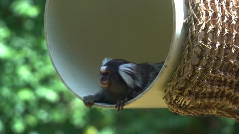 Cute-common-marmoset,-callithrix-jacchus-resting-and-chilling-in-the-swinging-barrel-with-its-little-head-peeking-out,-curiously-wondering-around-the-environment,-species-native-to-South-America
