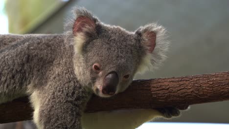 Close-up-shot-of-a-sleepy-cute-koala,-phascolarctos-cinereus,-changing-its-position-and-dozing-off-lying-on-the-tree-bar-at-wildlife-sanctuary-Australia