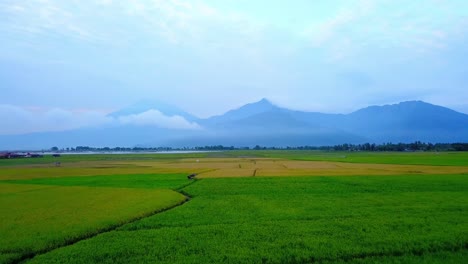 Aerial-flyover-green-and-yellow-rice-field-with-mountains-and-hills-in-background,-Indonesia