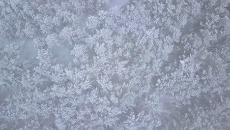 Beautiful-aerial-birdseye-footage-of-trees-covered-with-snow,-light-snow-falling,-Nordic-woodland-pine-tree-forest,-Baltic-sea-coast,-descending-drone-shot