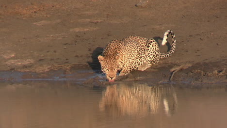Joven-Leopardo-Bebiendo-Agua-De-Un-Estanque-En-El-Desierto-Africano