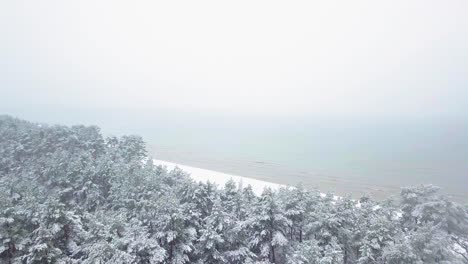 Beautiful-aerial-footage-of-trees-covered-with-snow,-light-snow-falling,-Nordic-woodland-pine-tree-forest,-Baltic-sea-coast,-wide-drone-shot-moving-forward-camera-tilt-down