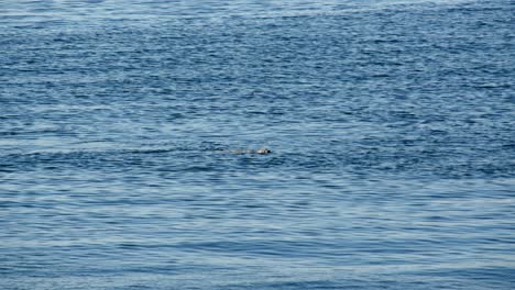 Canada-inside-passage,,-Icy-Strait-Point-Inian-Island,-Sea-Otter,-swimming-fishing